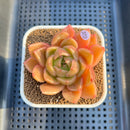 Echeveria 'Biella' (Type B) 2" Succulent Plant Cutting