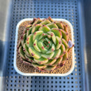 Echeveria 'Peter Pan' 2" Succulent Plant Cutting