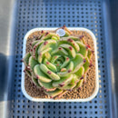 Echeveria 'Peter Pan' 2" Succulent Plant Cutting