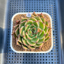 Echeveria 'Sarabony' Wide Leaf 2" Succulent Plant Cutting