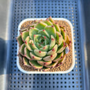 Echeveria 'Sarabony' Wide Leaf 2" Succulent Plant Cutting
