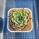 Echeveria 'Sarabony' Wide Leaf 2" Succulent Plant Cutting