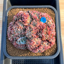 Echeveria 'Red Moon' Crested 5"-6" Large Succulent Plant Cutting