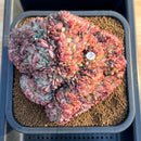 Echeveria 'Red Moon' Crested 5"-6" Large Succulent Plant Cutting