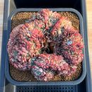 Echeveria 'Red Moon' Crested 5"-6" Large Succulent Plant Cutting