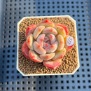 Echeveria 'Anemone' 1"-2" Succulent Plant Cutting