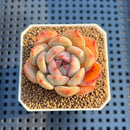 Echeveria 'Anemone' 1"-2" Succulent Plant Cutting