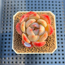 Echeveria 'Anemone' 1"-2" Succulent Plant Cutting