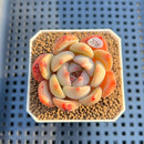 Echeveria 'Anemone' 1"-2" Succulent Plant Cutting