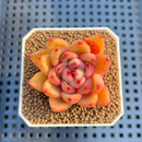 Echeveria 'Harrison' 2" Succulent Plant Cutting