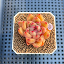 Echeveria 'Harrison' 2" Succulent Plant Cutting