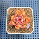 Echeveria 'Harrison' 2" Succulent Plant Cutting