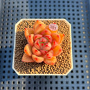 Echeveria 'Harrison' 2" Succulent Plant Cutting