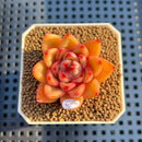 Echeveria 'Harrison' 2" Succulent Plant Cutting