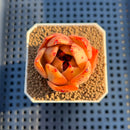 Echeveria 'Jade Star' 1"-2" Succulent Plant Cutting