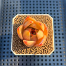 Echeveria 'Jade Star' 1"-2" Succulent Plant Cutting