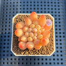 Pachyphytum 'Yeonji' 2" Succulent Plant
