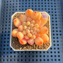 Pachyphytum 'Yeonji' 2" Succulent Plant