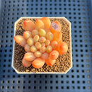 Pachyphytum 'Yeonji' 2" Succulent Plant