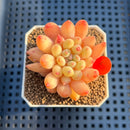 Pachyphytum 'Yeonji' 2" Succulent Plant