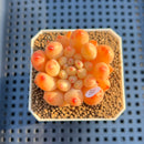 Pachyphytum 'Yeonji' 2" Succulent Plant