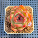 Echeveria 'Sherry' 2" Succulent Plant Cutting