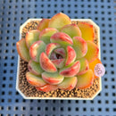 Echeveria 'Sherry' 2" Succulent Plant Cutting
