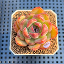 Echeveria 'Sherry' 2" Succulent Plant Cutting