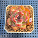 Echeveria 'Sherry' 2" Succulent Plant Cutting