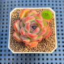 Echeveria 'Sherry' 2" Succulent Plant Cutting