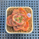 Echeveria 'Mongsili' 1" Succulent Plant Cutting