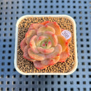 Echeveria 'Mongsili' 1" Succulent Plant Cutting