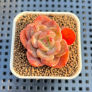 Echeveria 'Mongsili' 1" Succulent Plant Cutting