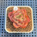 Echeveria 'Mongsili' 1" Succulent Plant Cutting