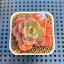 Echeveria 'Mongsili' 1" Succulent Plant Cutting