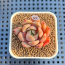 Echeveria 'Vasilisa' 1" Succulent Plant Cutting