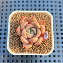 Echeveria 'Vasilisa' 1" Succulent Plant Cutting