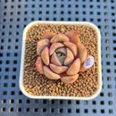 Echeveria 'Vasilisa' 1" Succulent Plant Cutting