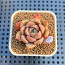 Echeveria 'Vasilisa' 1" Succulent Plant Cutting