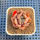 Echeveria 'Vasilisa' 1" Succulent Plant Cutting