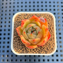 Echeveria Agavoides 'Patra' 1"-2" Succulent Plant Cutting