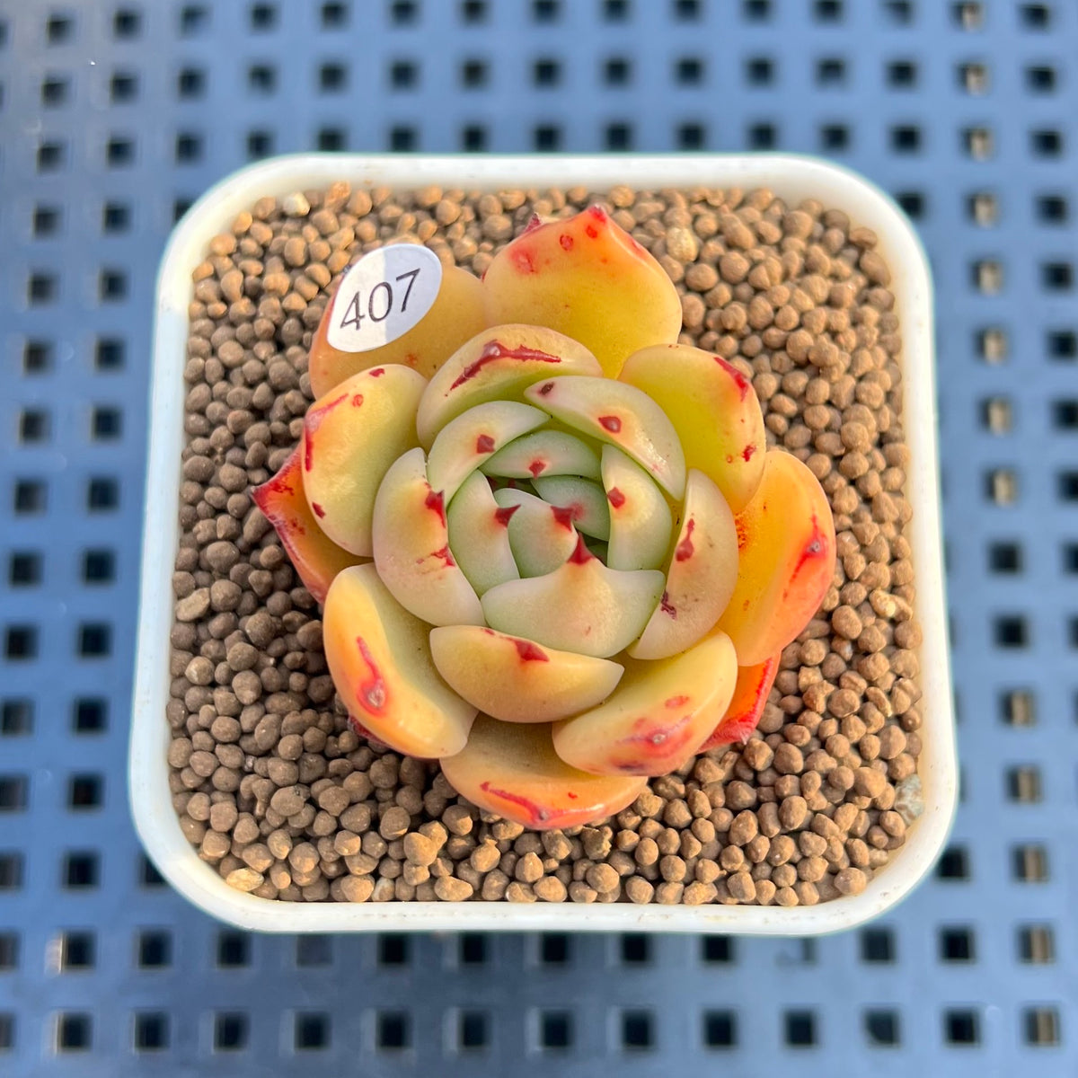 Echeveria Agavoides 'Patra' 1"-2" Succulent Plant Cutting
