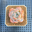 Echeveria 'Heart Emotion' 1"-2" Succulent Plant Cutting