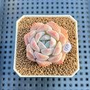 Echeveria 'Heart Emotion' 1"-2" Succulent Plant Cutting