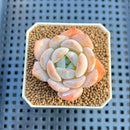 Echeveria 'Heart Emotion' 1"-2" Succulent Plant Cutting