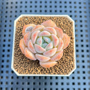Echeveria 'Heart Emotion' 1"-2" Succulent Plant Cutting
