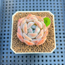Echeveria 'Heart Emotion' 1"-2" Succulent Plant Cutting