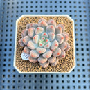 Echeveria 'Anthony Queen' 2" Succulent Plant Cutting