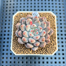 Echeveria 'Anthony Queen' 2" Succulent Plant Cutting