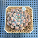 Echeveria 'Anthony Queen' 2" Succulent Plant Cutting